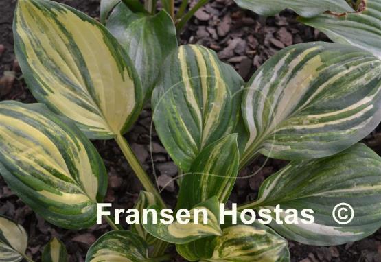 Hosta Stealth